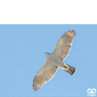 گونه طرلان Northern Goshawk 